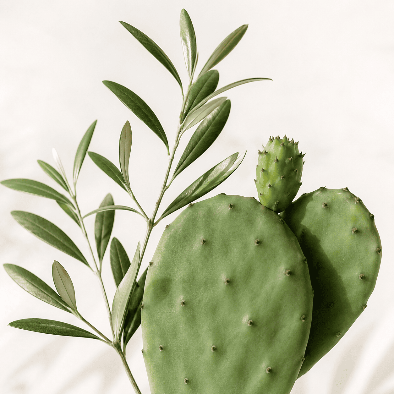 mucosave-cg (1)
